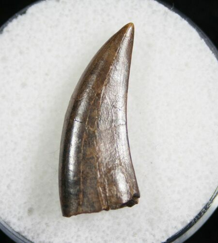 Nanotyrannus Tooth - Great Enamel #7773